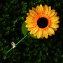 INBLOOM Фигурка на стержне Подсолнух, 1LED, 1 реж., 14х30х3см, PS, PMMA, PVC, PP, 3xLR44