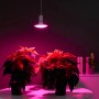 INBLOOM Лампа светодиодная для растений 72LED фиолетовый, 13x8см, E27, 15Вт, 220В, пластик