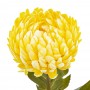 Цветок искусственный "Хризантема", L13 W13 H74 см