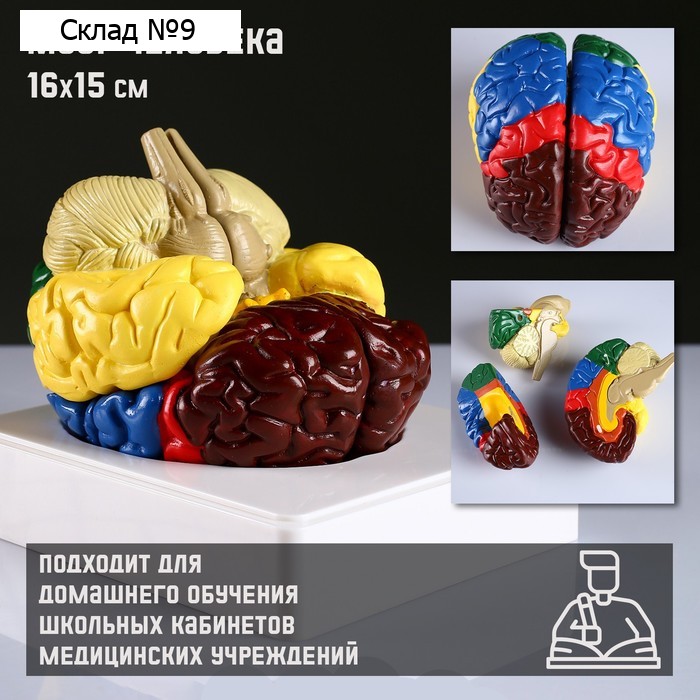 Анатомическая модель «Макет мозга человека», 16×15 см