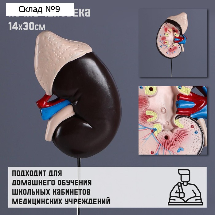 Анатомическая модель «Макет почки человека», 14×30 см