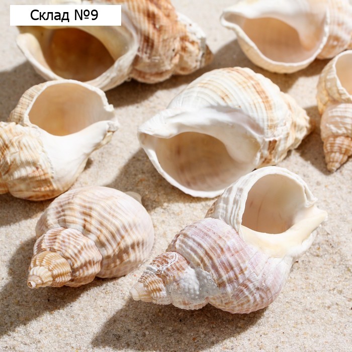 Набор ракушек Horse conch, 100 г