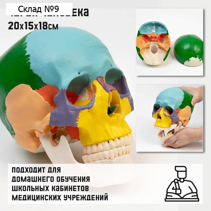 Анатомическая модель «Макет черепа человека», цветной, 20×15×18 см