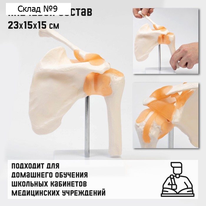 Макет "Плечевой сустав" 23*15*15см