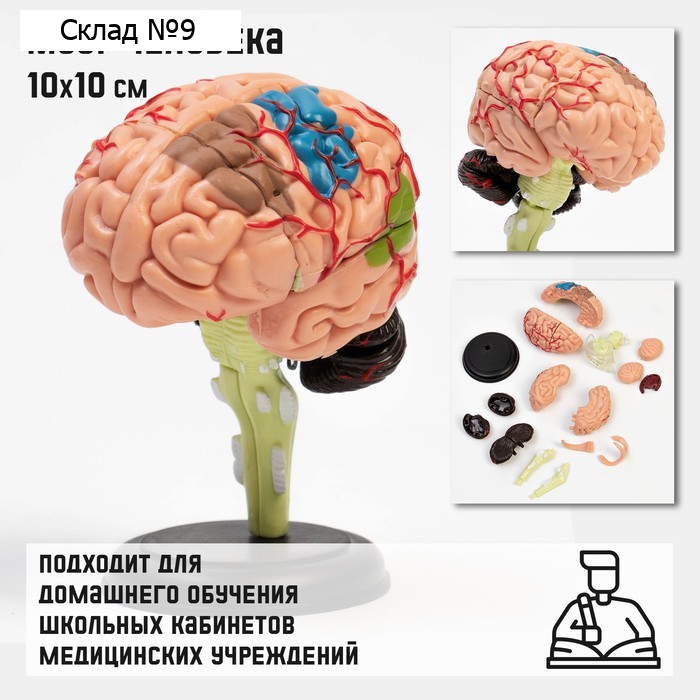 Анатомическая модель «Макет мозга человека», разборный, 10×10 см