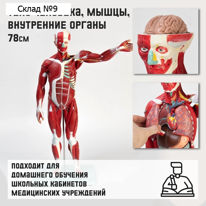 Макет "Тело человека, мышцы, внутренние органы", разборный 78см