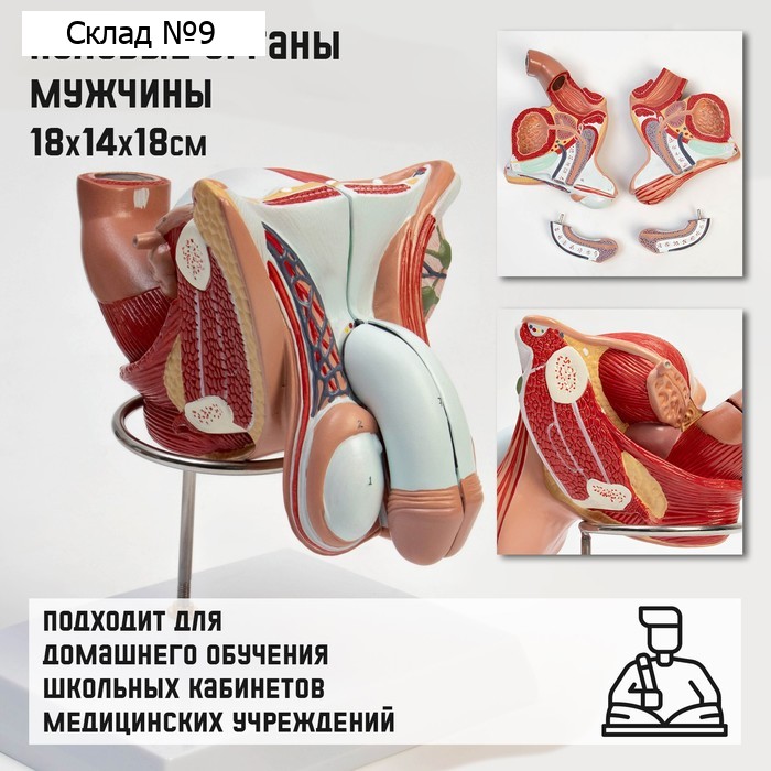 Анатомическая модель «Макет половых органов мужчины», 18×14×18 см