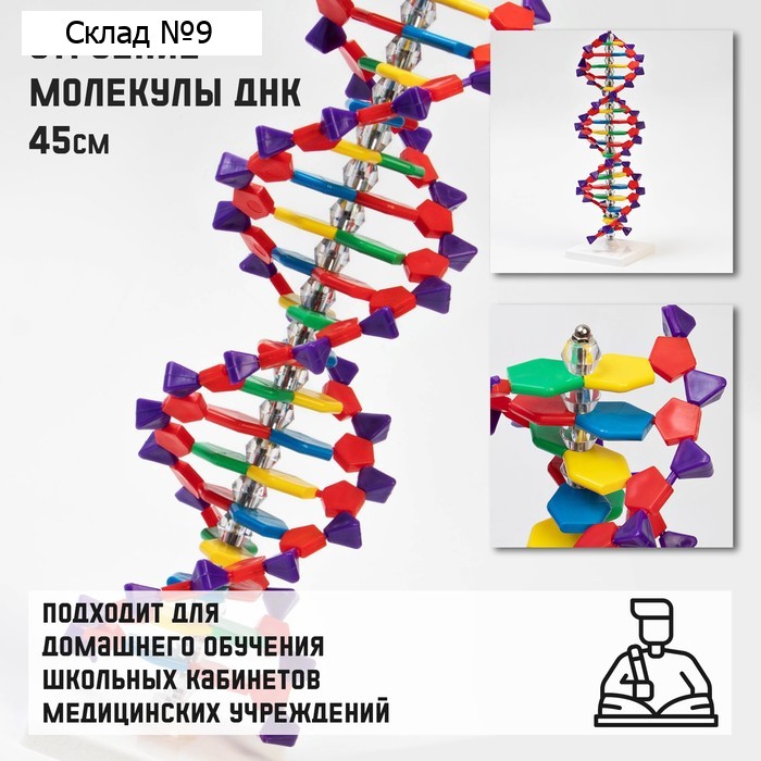 Анатомическая модель «Макет молекулы ДНК», 45 см
