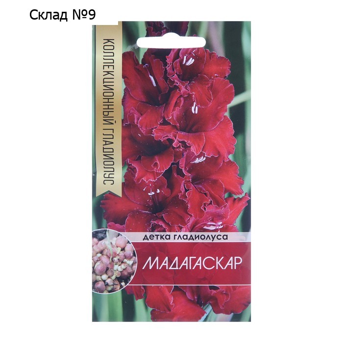 Клубнепочка гладиолуса Мадагаскар (темно-бордовый), 5 шт.