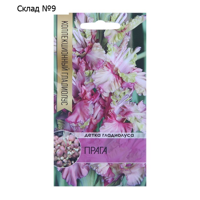 Клубнепочка гладиолуса Прага (голубоватый), 5 шт.