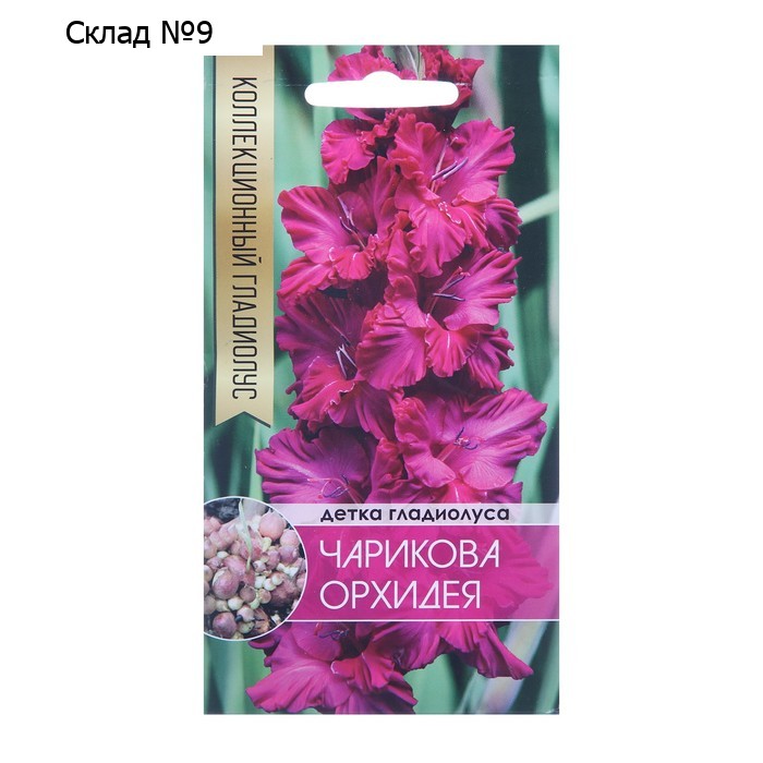 Клубнепочка гладиолуса Чарикова Орхидея (ярко-розовый), 5 шт.