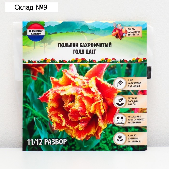 Тюльпан бахромчатый Голд Даст, р-р 11/12, 5 шт, Осень 2023