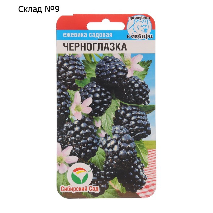 Ежевика "Черноглазка", 10 шт